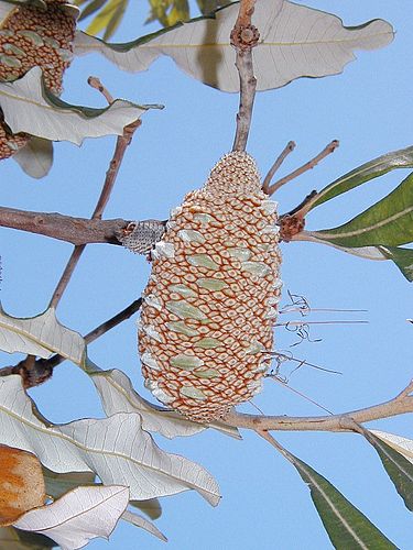 Banksia dentata